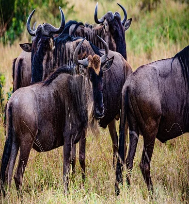 Serengeti Migration safari